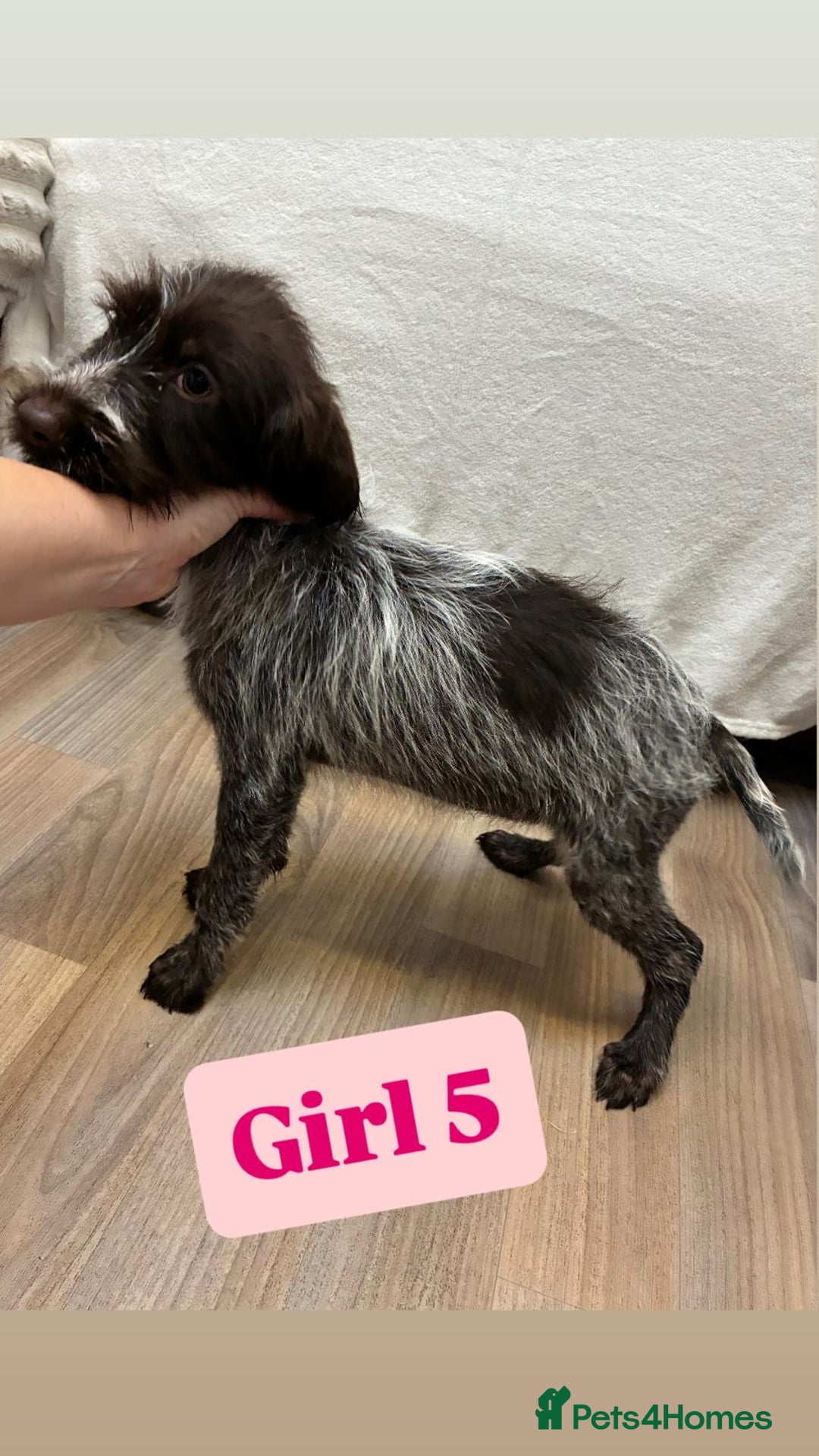 German Wirehaired Pointer dogs for sale: German wire hair pointers for sale - Advert 31