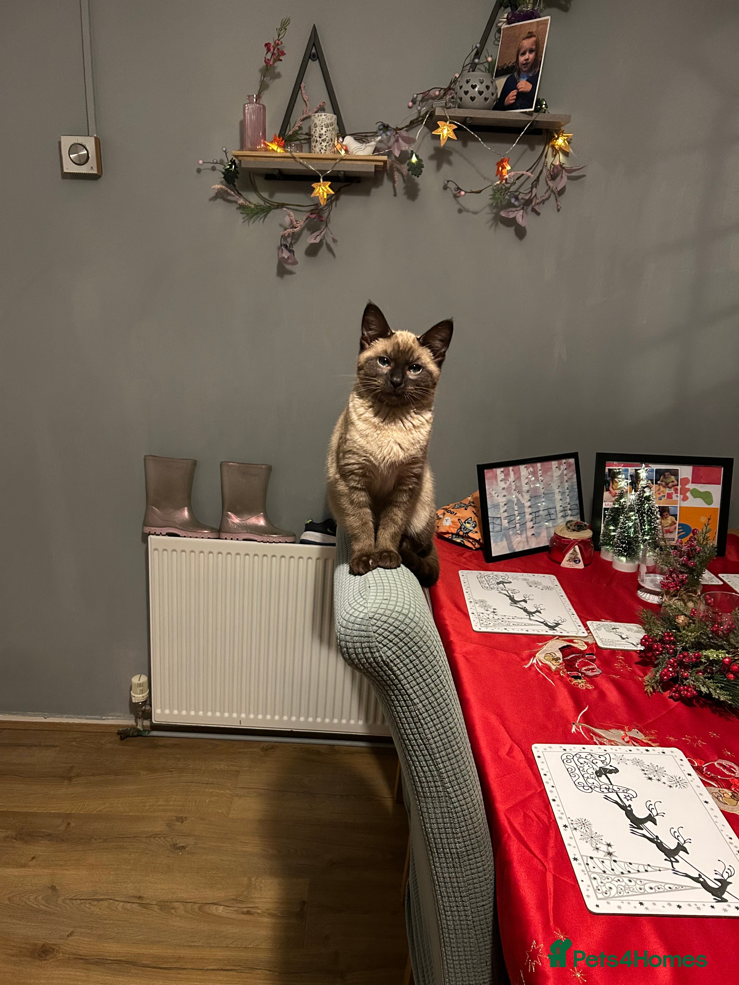 Mixed Breed cats Mixed siamese - Advert 2