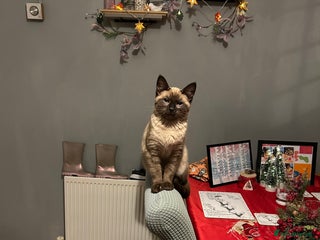 Mixed Breed cats Mixed siamese - Advert 2