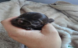 Yorkshire Terrier dogs for sale: Mini Yorkshire terrier Biewer Chocolate /black  - Image 10