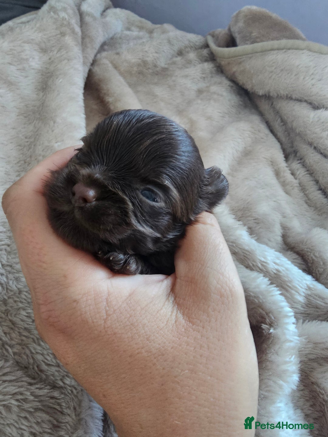 Yorkshire Terrier dogs for sale: Mini Yorkshire terrier Biewer Chocolate /black  - Image 10