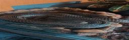 Rat Snake reptiles for sale: 4 Lined Rat Snake Male - Advert 7