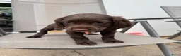 Sprocker dogs for sale: Sprocker spaniel  - Advert 3