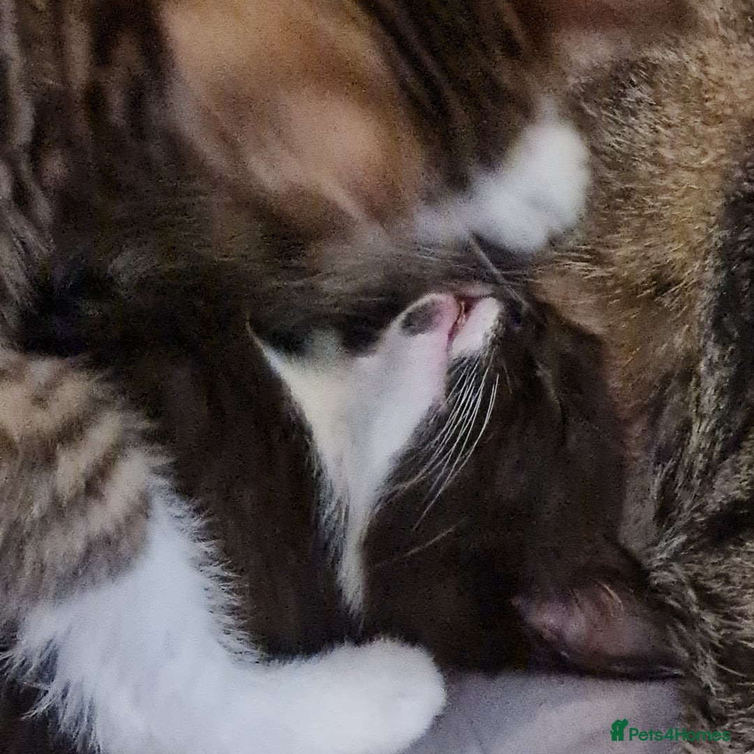 Mixed Breed cats for sale: 2 Beautiful little Boy kittens tabby & black white - Image 19
