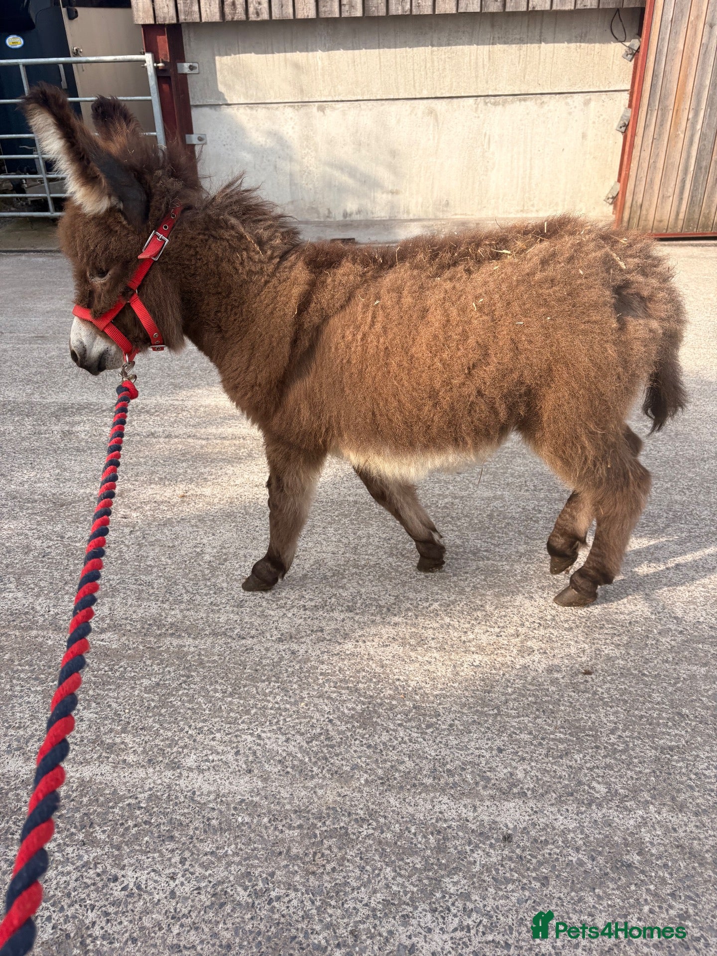 Donkey livestock Miniature Mediterranean Colt  - Advert 9