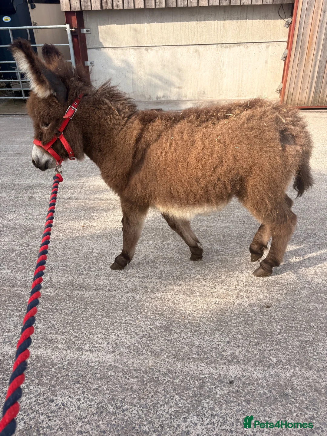 Donkey livestock for sale: Miniature Mediterranean Colt  - Advert 1