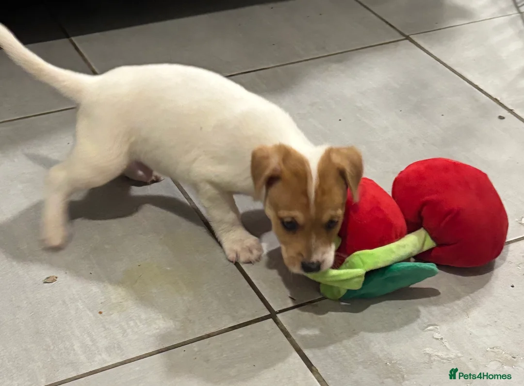 Jack Russell dogs for sale: Jackrussel  - Advert 6