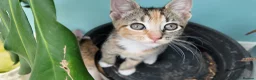Mixed Breed cats for sale: 🐱 3 Beautiful Friendly Tabby Kittens in Milton Keynes - Advert 21