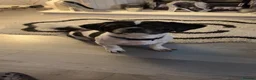 Shih Tzu dogs for sale: Teddy  - Advert 9