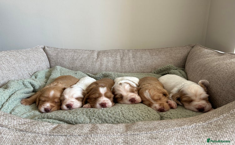 Cocker Spaniel dogs - Advert 2