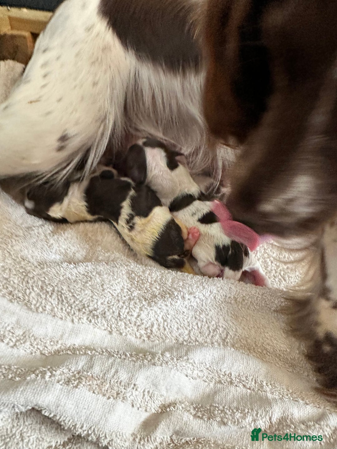 English Springer Spaniel dogs for sale: Fantastic ESS litter from two amazing dogs.  - Image 2