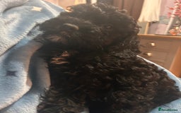 Cockapoo dogs for sale: 4 black boys ready now.  - Image 5