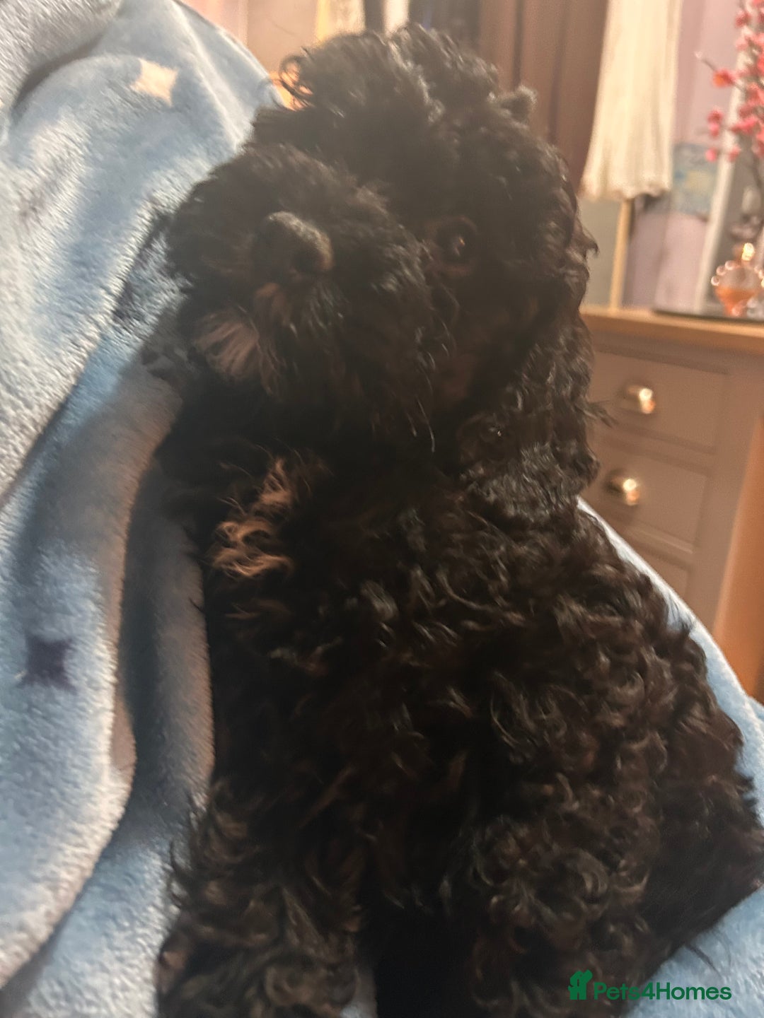 Cockapoo dogs for sale: 4 black boys ready now.  - Image 5