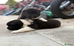 Akita dogs for sale: Beautiful KC Registered American Akita Puppies - Image 11