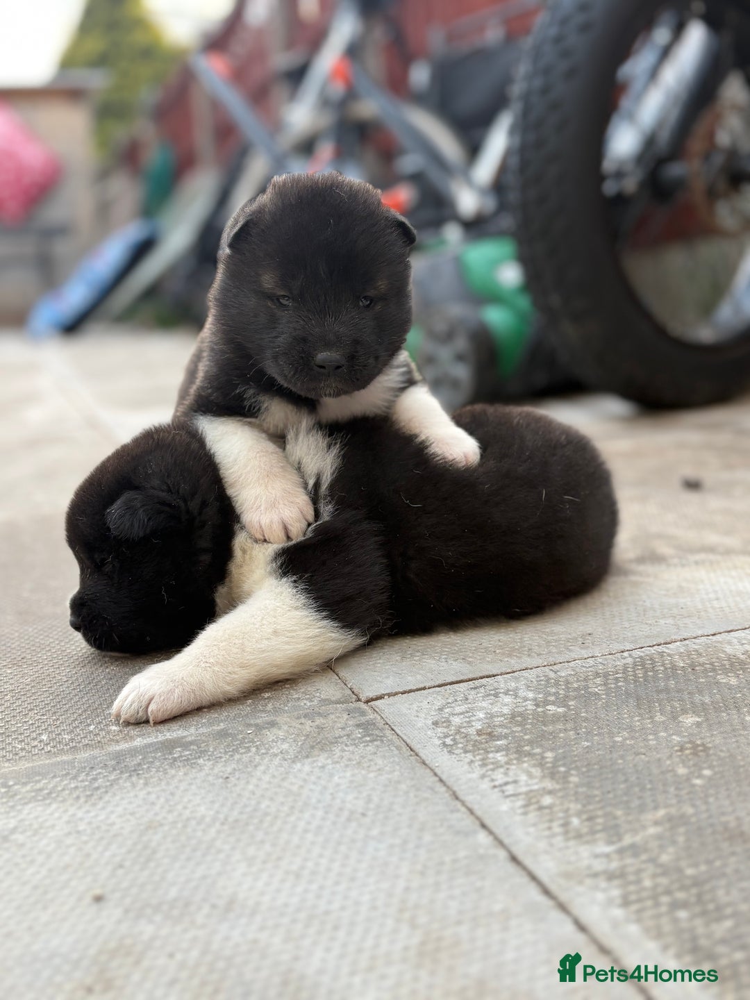Akita dogs for sale: Beautiful KC Registered American Akita Puppies - Image 11