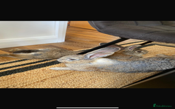 Continental Giant rabbits for sale: M&F Bonded Giant Cont Rabbits - Free To Good Home - Image 4