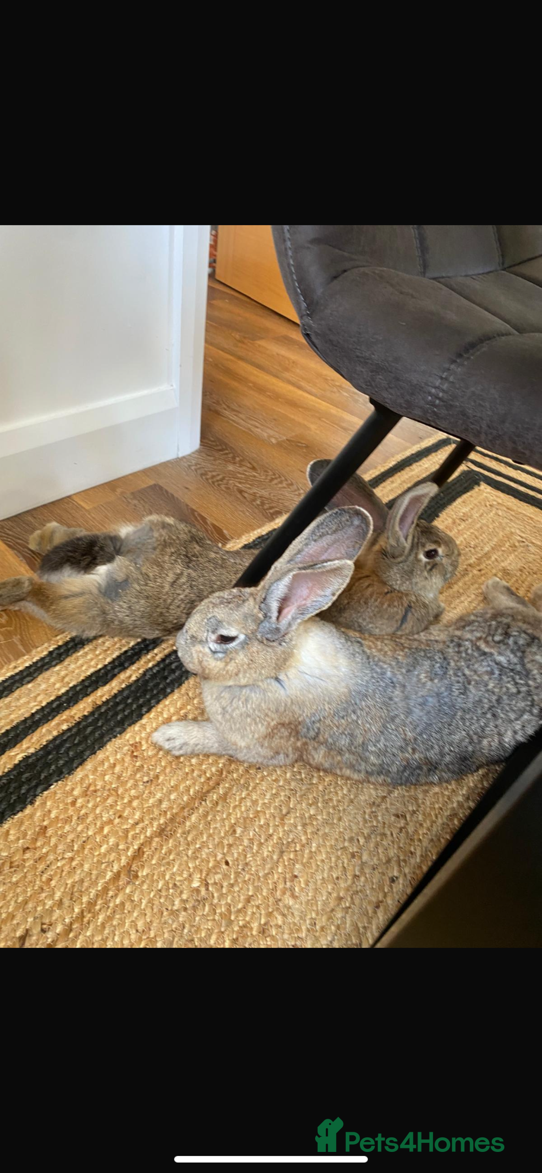 Continental Giant rabbits for sale: M&F Bonded Giant Cont Rabbits - Free To Good Home - Image 4