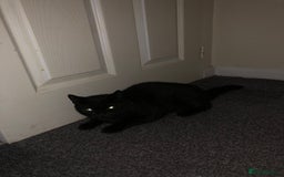 British Shorthair cats for sale: 10 month old kitten - Image 3