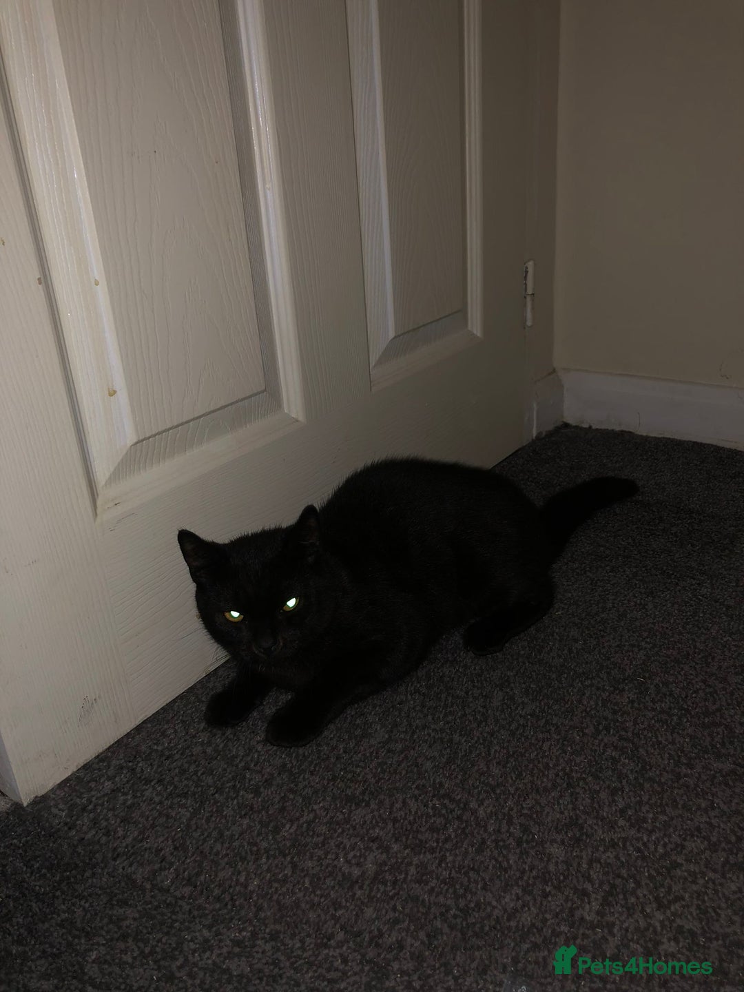 British Shorthair cats for sale: 10 month old kitten - Image 3