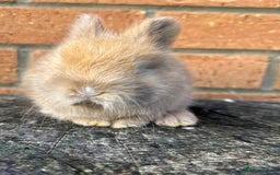 Angora rabbits for sale: English Angora  - Image 9
