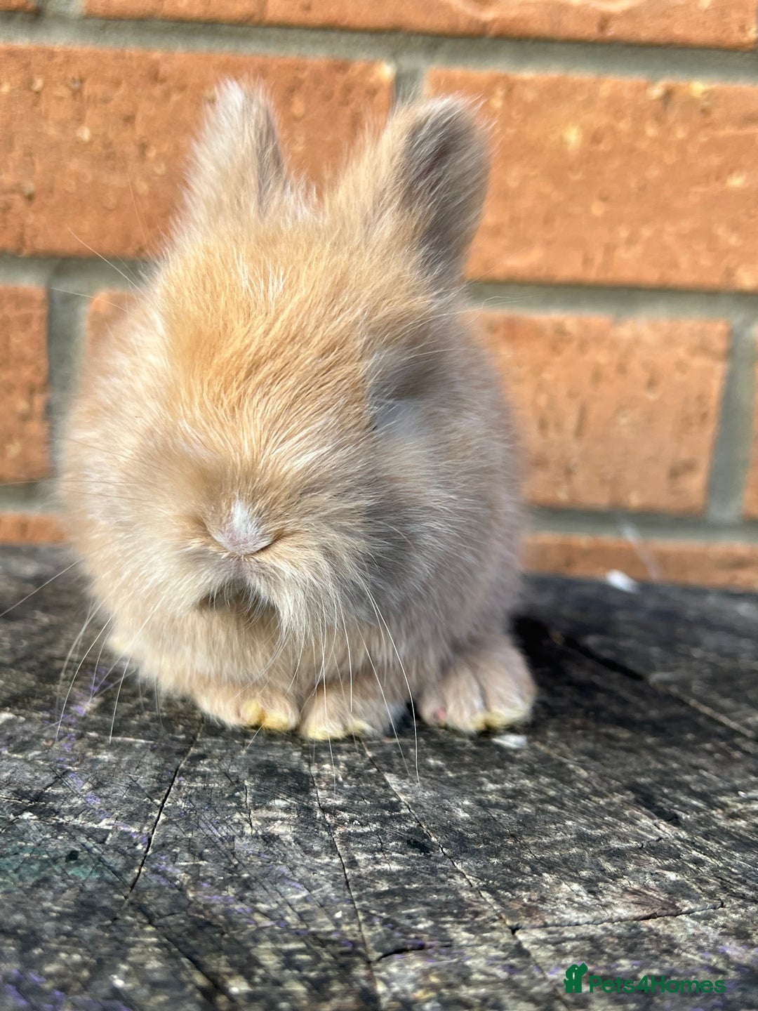 Angora rabbits for sale: English Angora  - Image 9