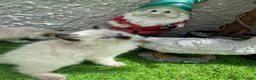 Ragdoll cats for sale: 🏆gccf(GRCH mum)male ragdoll kitten  🥇🐾 - Advert 10