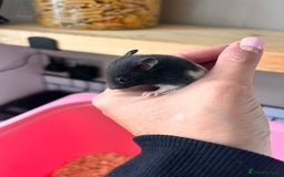 Hamster rodents for sale: Baby Syrian hamsters - Image 7