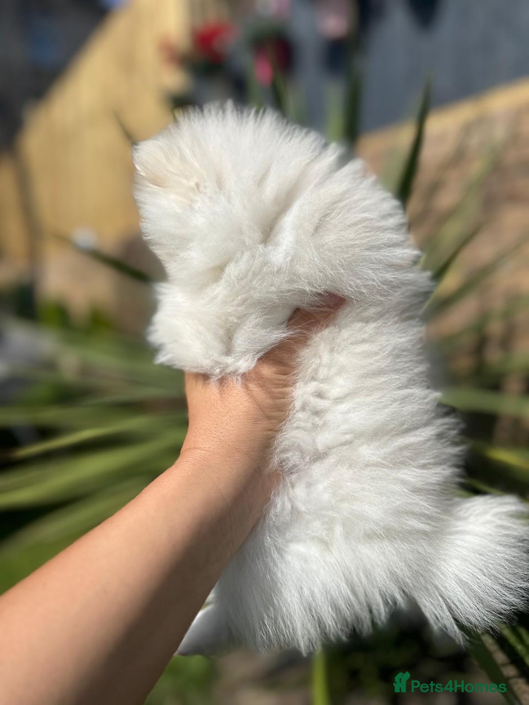 Pomeranian dogs for sale: Quality girl ready now PRINCESS 💕 - Image 6