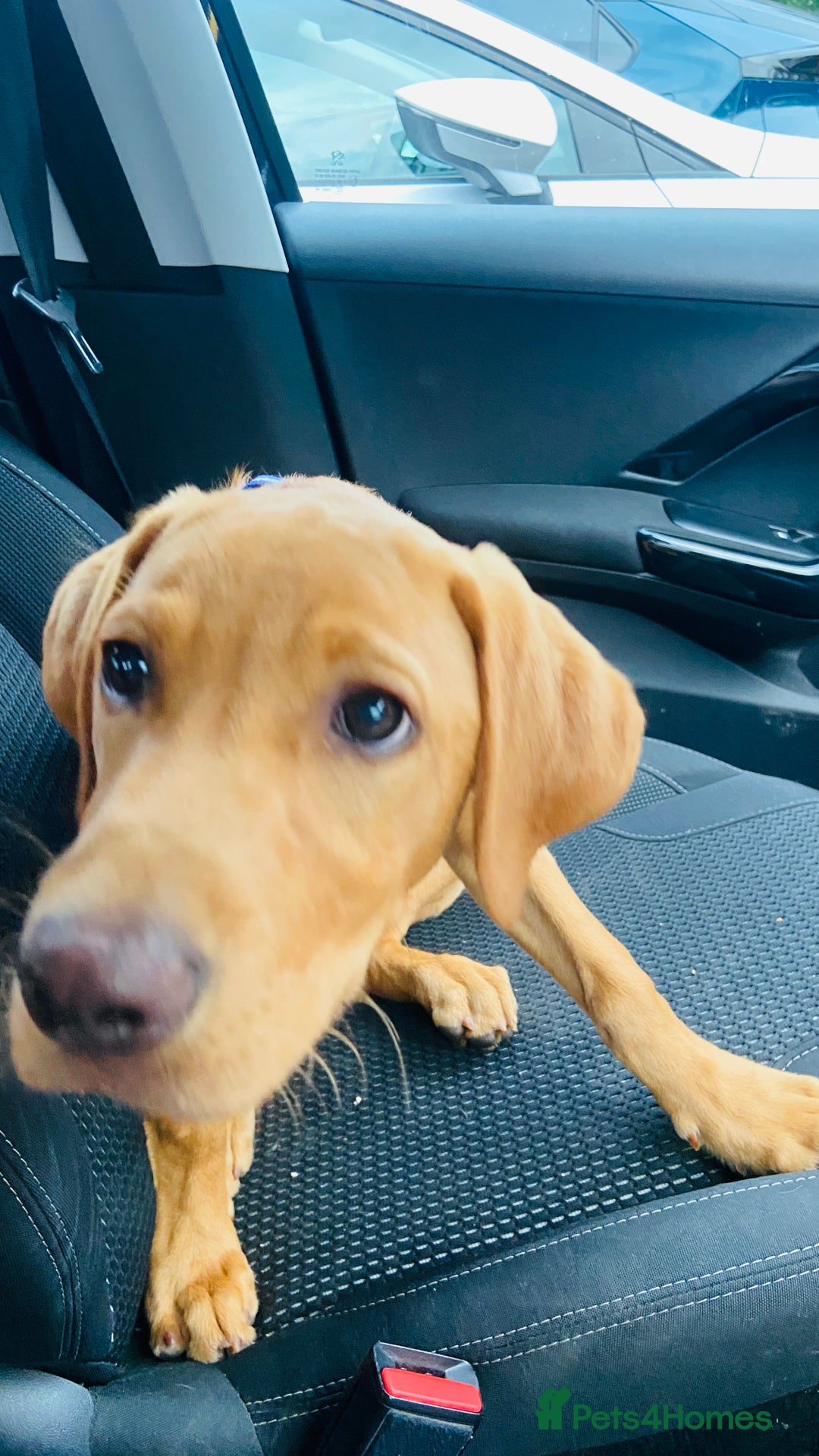 Labrador Retriever dogs for sale: Fox red Labrador puppy - Advert 3