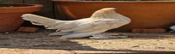 Chickens poultry for sale: Sablepoot Pullets - Advert 5