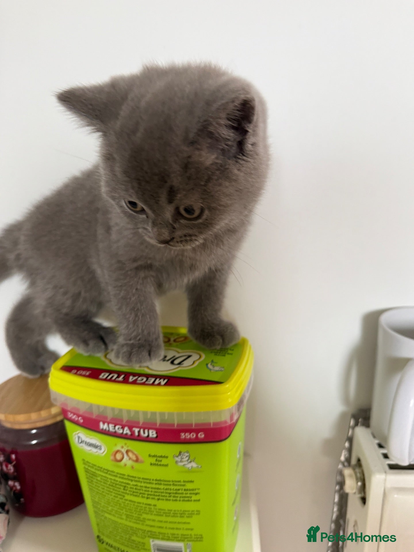 British Shorthair cats Pedigree TICA  BSH blue & lilac kittens  - Advert 1