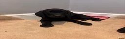 Labrador Retriever dogs for sale: Gorgeous Labradors  in Chelmsford - Advert 24