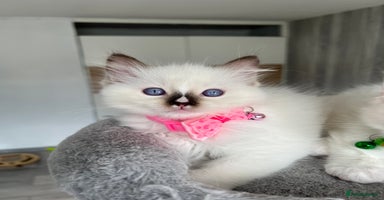 Ragdoll cats - Advert 5