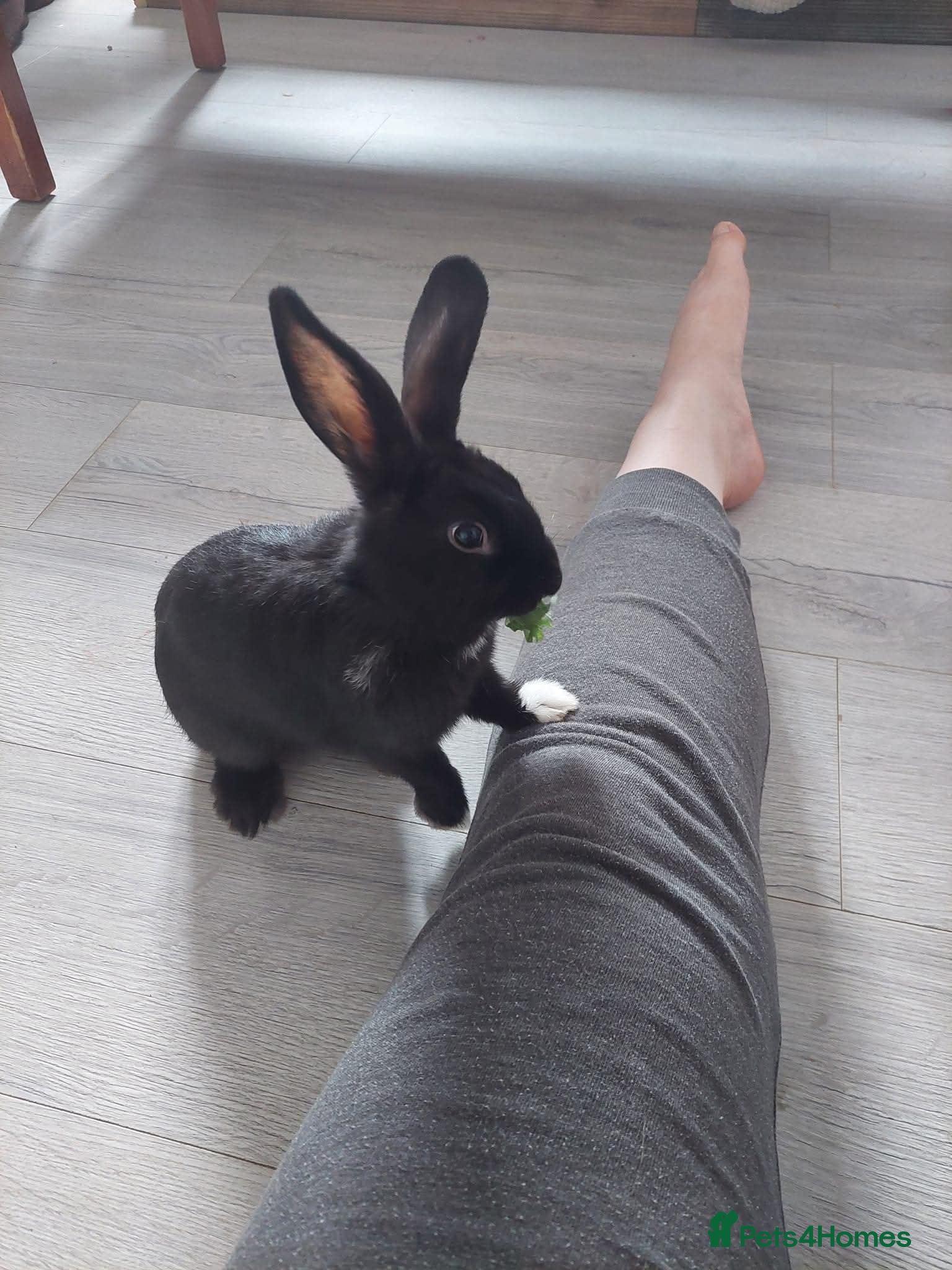 Mixed Breed rabbits Black mixed lop - Advert 2