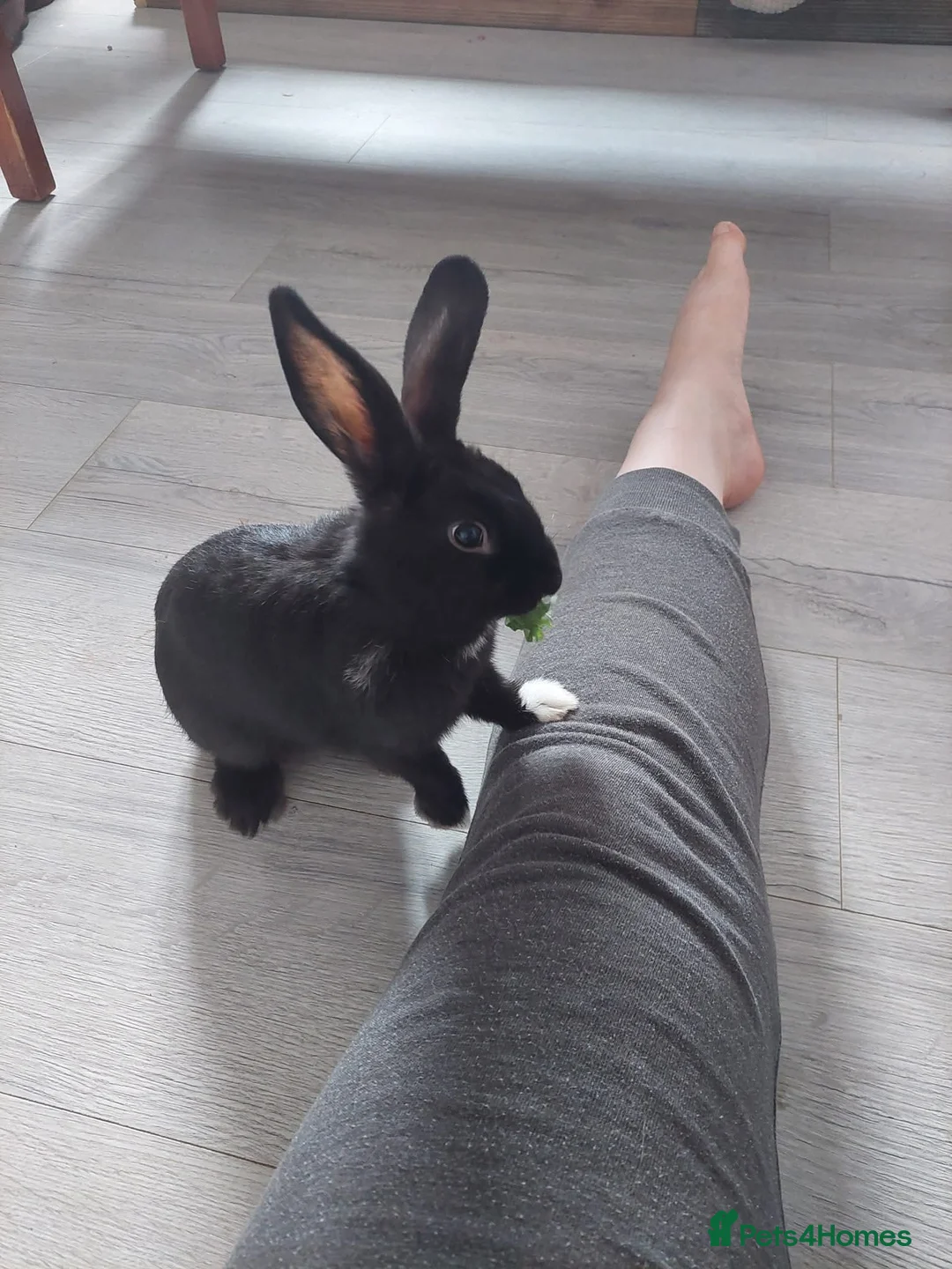 Mixed Breed rabbits for sale: Black mixed lop in Gillingham - Advert 1