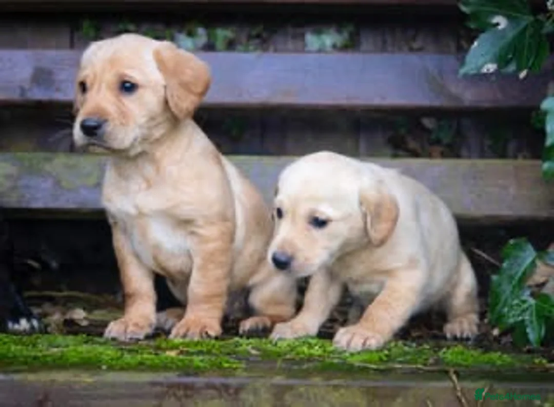 Mixed Breed dogs for sale: Sprockerdor puppies  - Advert 8
