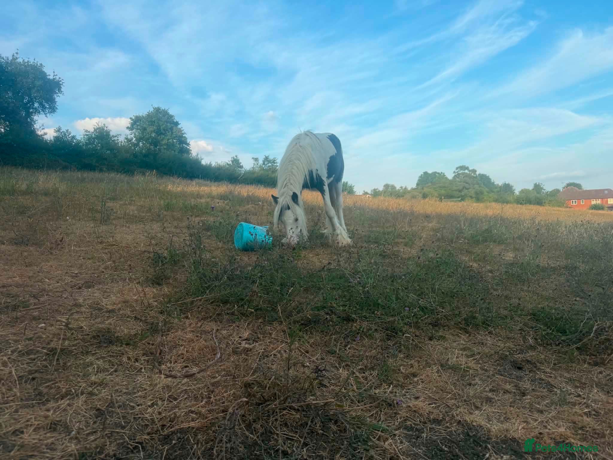 Irish Cob horses Patch yearling cob colt  - Advert 1