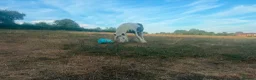 Irish Cob horses for sale: Patch yearling cob colt  in Luton - Advert 1