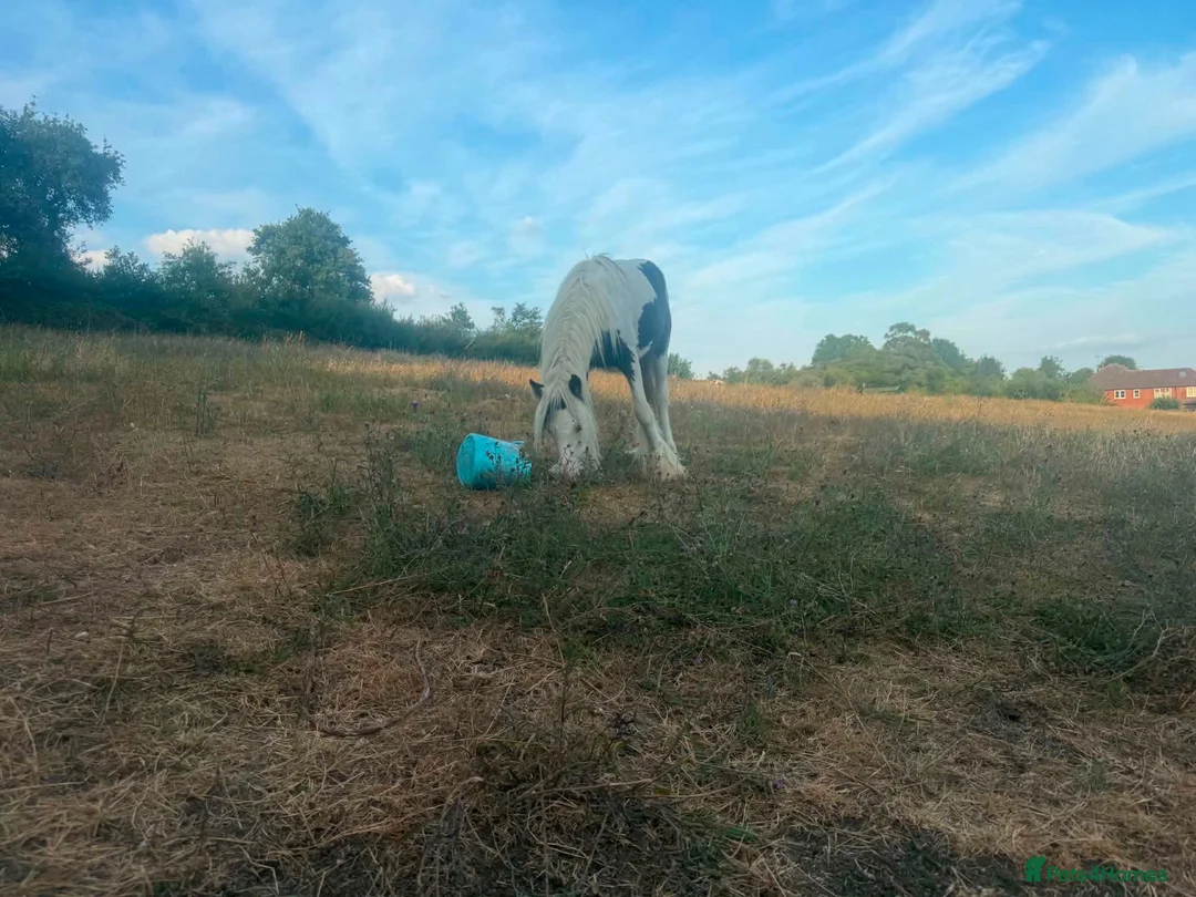 Irish Cob horses for sale: Patch yearling cob colt  in Luton - Advert 1