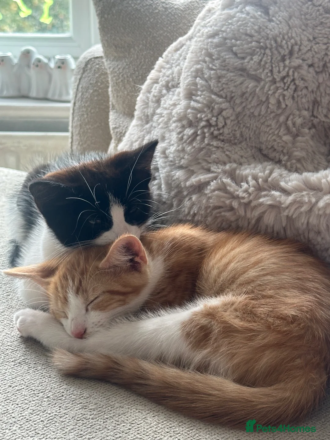 Mixed Breed cats for sale: Beautiful boy and girl kittens - Advert 1