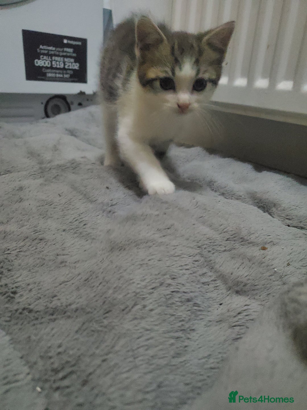Domestic Shorthair cats for sale: Tabby and white baby girl - Advert 2