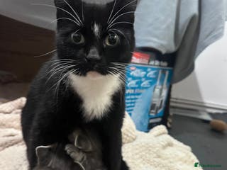 Mixed Breed cats 3 little grey cuties - Advert 2