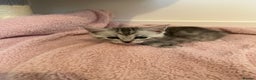 Maine Coon cats for sale: Maine Coon x Savannah Kittens - Advert 19