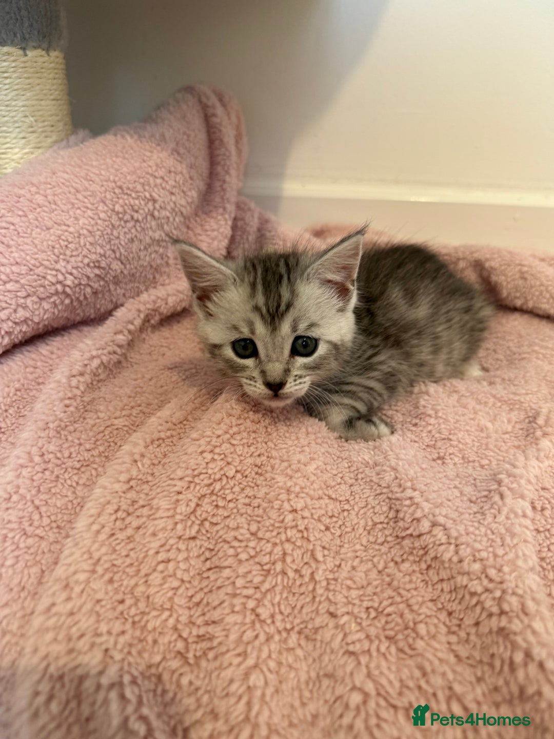 Maine Coon cats for sale: Maine Coon x Savannah Kittens - Advert 19