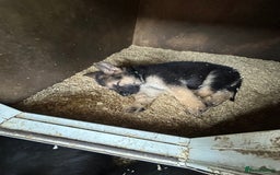 German Shepherd dogs for sale: German shepherd puppies  - Advert 17