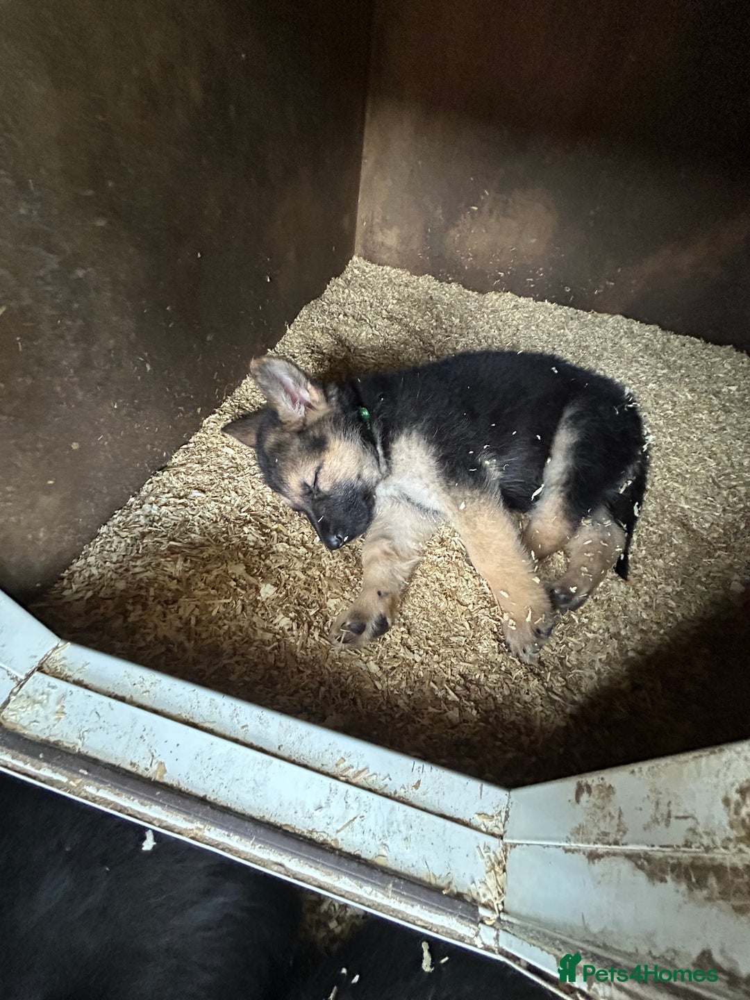 German Shepherd dogs for sale: German shepherd puppies  - Advert 17