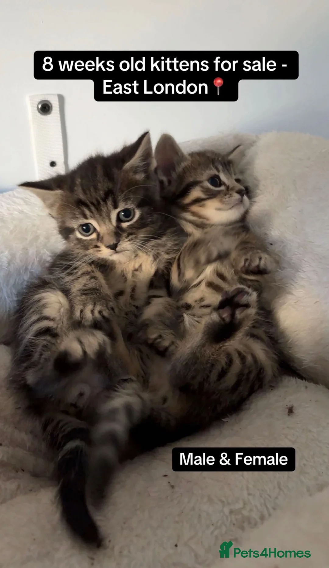 Mixed Breed cats for sale: 1 Last tabby male ready for new home - Advert 1