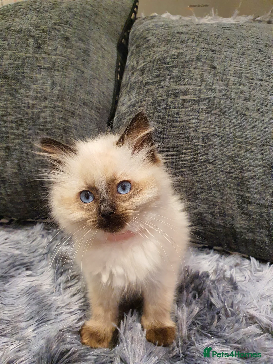 Ragdoll cats for sale: 💖Beautiful GCCF Registered Ragdoll Kittens💖 - Advert 11
