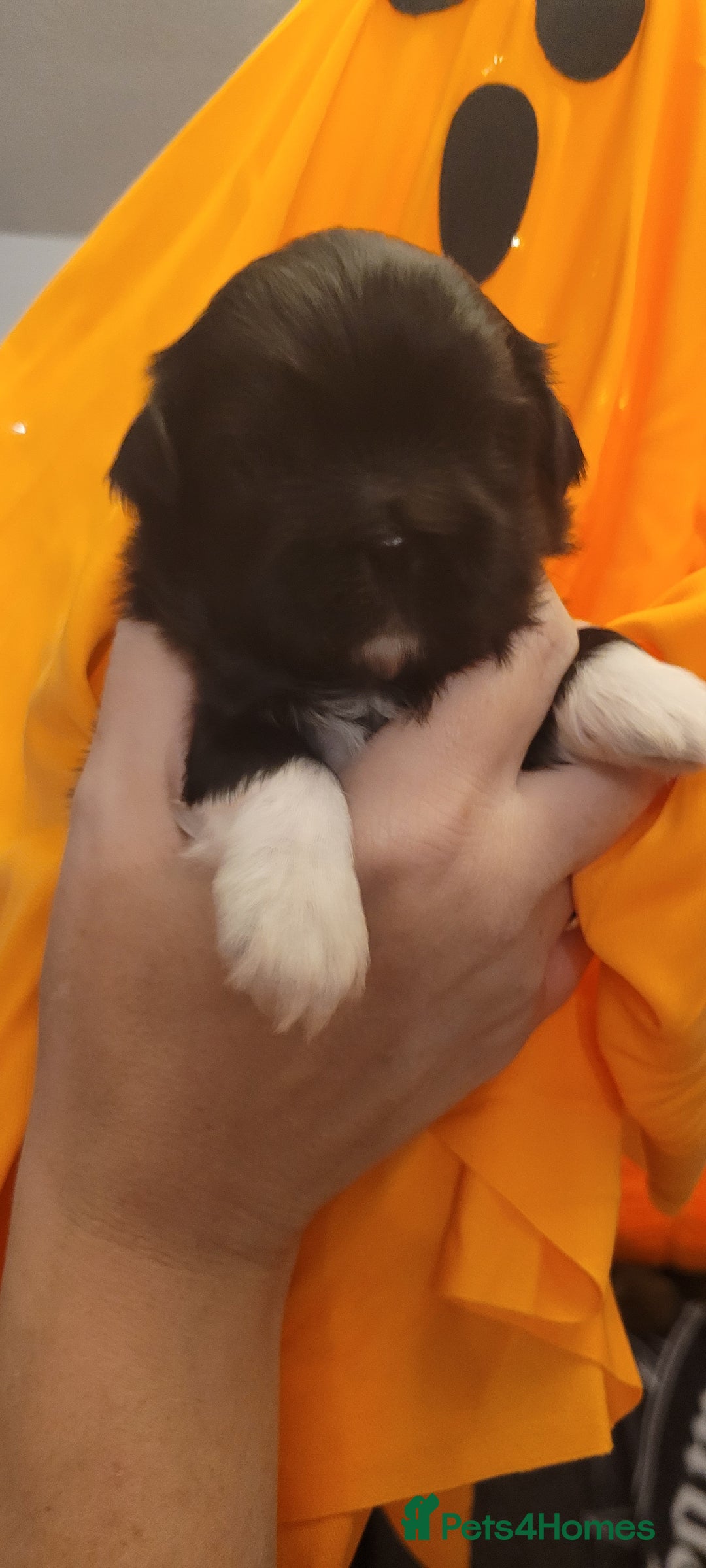 Shih Tzu dogs for sale: shih tzu puppies  - Advert 8