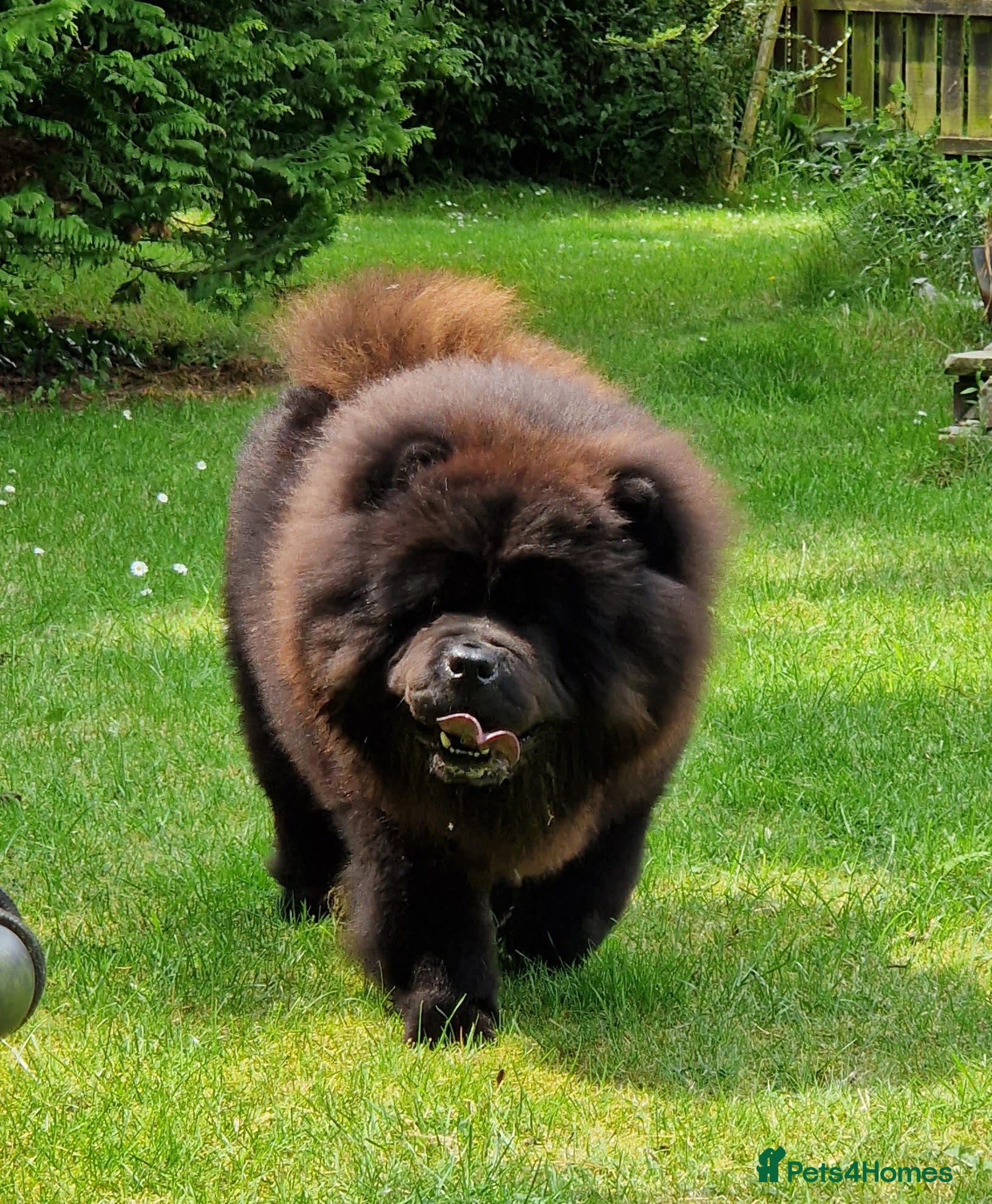Chow Chow dogs Now at stud, proven, kc reg in Wingate - Advert 3